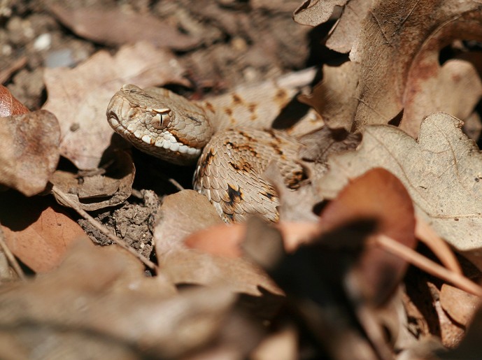 Vipera aspis..